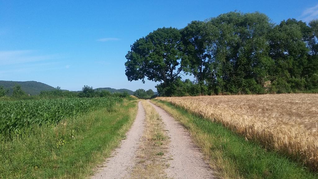 Landgasthof Zur Untermuehle Datterode Zewnętrze zdjęcie